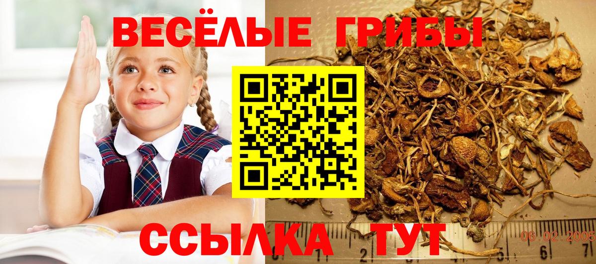 Псилоцибиновые грибы GOLDEN TEACHER  Псилоцибиновые грибы мицелий  Нижнеудинск  Вход с VPN 